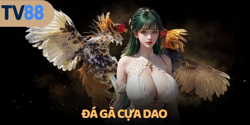 Đá gà cựa dao