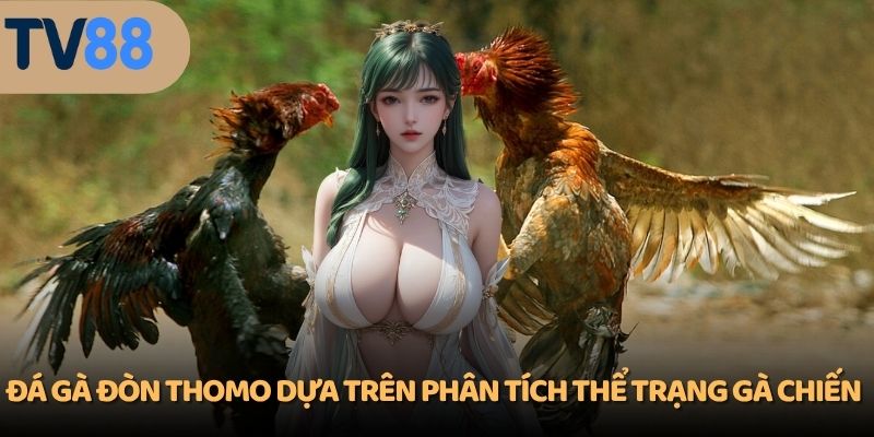 Đá gà đòn Thomo dựa trên phân tích thể trạng gà chiến